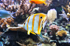 aquarium-canet-en-roussillon275x184