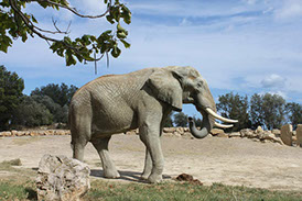 reserve-africaine-de-sigean274x183